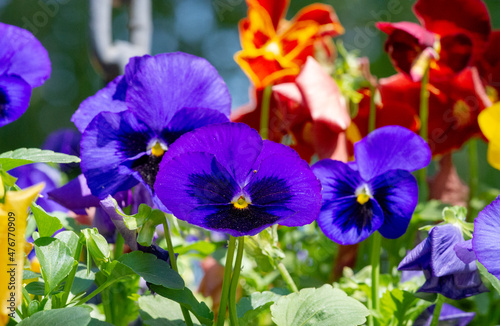 Pansies are colorful flowers with  muzzles . A favorite in cool weather  Pansies Pansies are heart-shaped  overlapping petals  and one of the widest ranges of vibrant  beautiful colors and patterns.