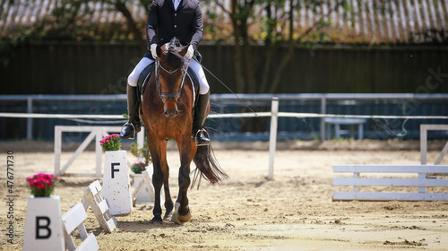 Dressage horse on the beat of the hoof in the dressage square in step with rider at the circle point F.. © RD-Fotografie