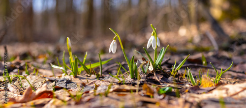 White snowdrops in the forest on a background of trees in sunny weather