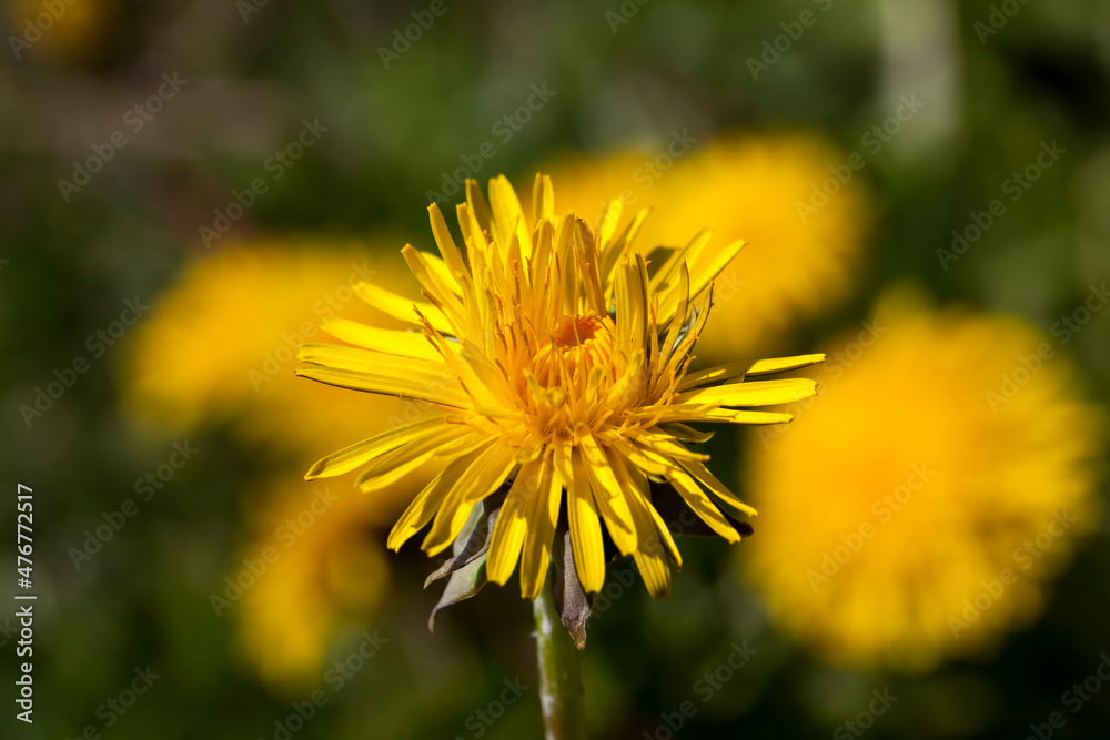a field with yellow blooming dandelions in the spring season a field with yellow blooming dandelions in the spring season