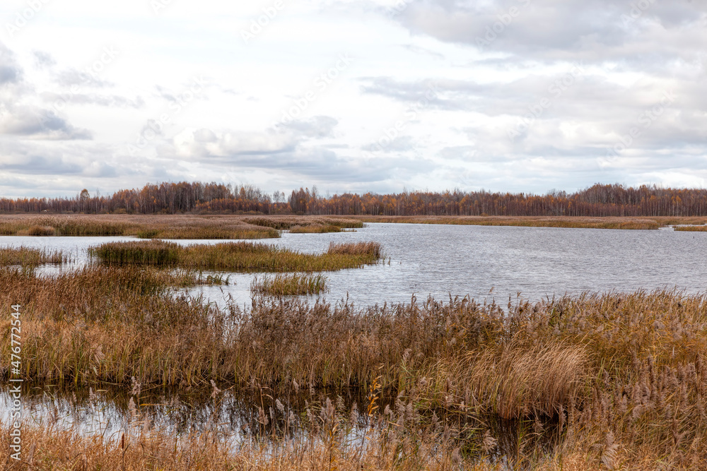 dry grass on the territory of the lake