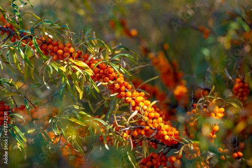 Sea buckthorn contains vitamins A, B1, B2, B6, C and other active ingredients. It may have some activity against stomach and intestinal ulcers and heartburn symptoms. © Татьяна Мищенко