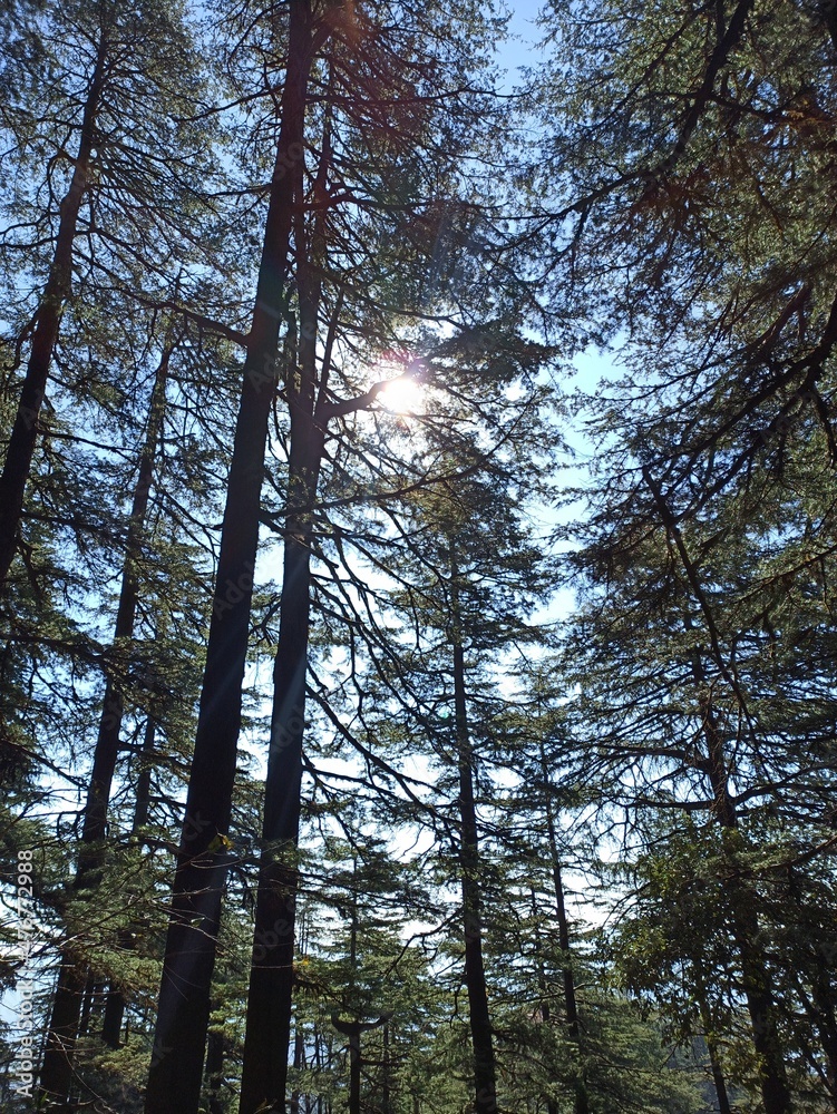 Fototapeta premium trees in the woods
