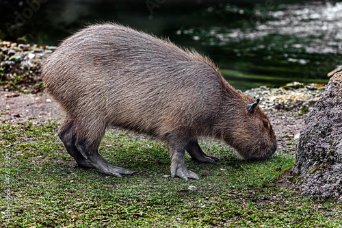 Capybara grazing on the lawn. Latin name - Hydrochoerus hydrochaeris 