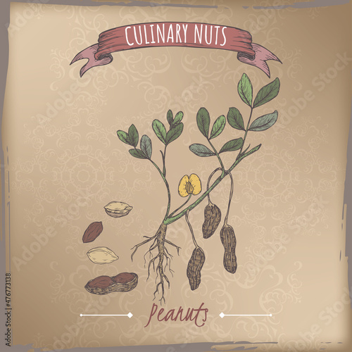 Arachis hypogaea aka peanut branch and nuts color sketch on vintage background. Culinary nuts series.