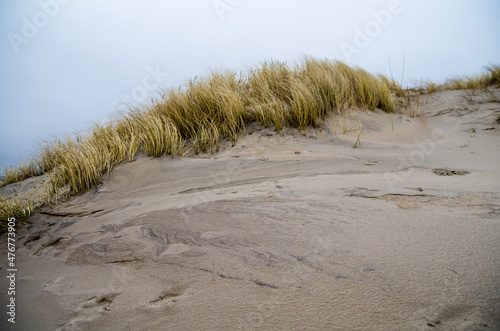 Fototapeta Naklejka Na Ścianę i Meble -  sand dunes by the sea, Lithuania