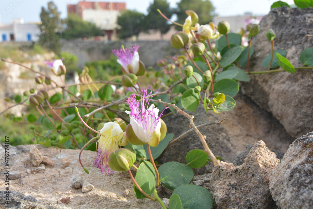 fioritura primaverile dei capperi fioritura primaverile dei capperi