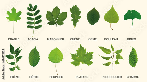 ensemble de feuilles classées par famille d'arbres photo