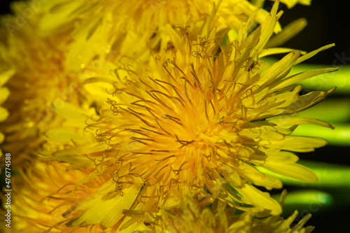 Dandelion flowers. Native Americans used the plant for food and medicine. Dandelions were introduced to North America by the Mayflower for their medicinal properties