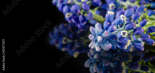 Muscari Small  close-fitting heads of cabbage that look like inverted bunches of beautiful blue or white miniature bunches are the perfect flower to add depth of color to garden bush bouquets.