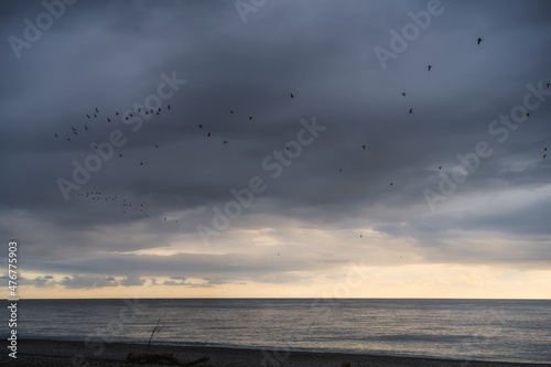 Flocks of birds fly over the sea against the background of a gloomy cloudy sky in the evening. The sky on the horizon is painted in yellow sunset colors. The sun is not visible because of the clouds 