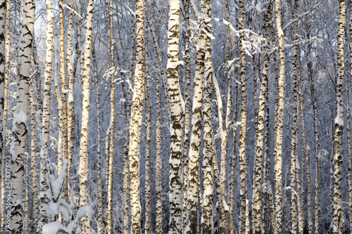 Sunny snowy birches trees  winter forest
