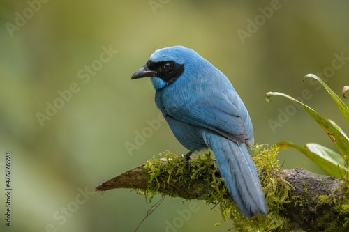 Turquoise Jay perched on a branch © Wim