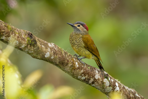 Golden-olive Woodpecker perched in a tree