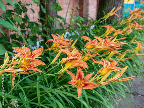 orange lily flower