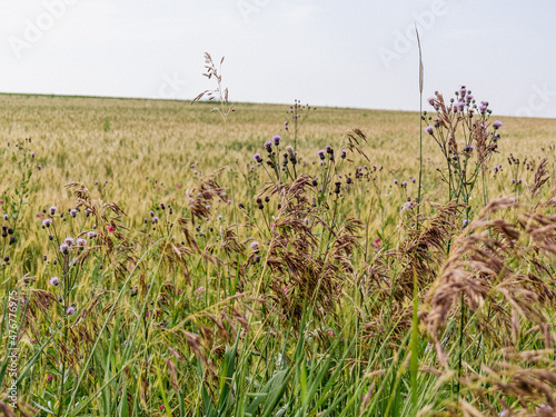 grass in the field