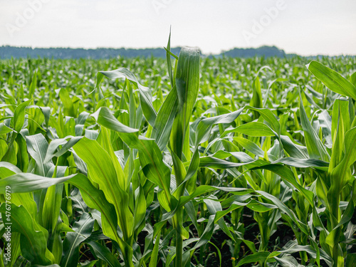 green field
