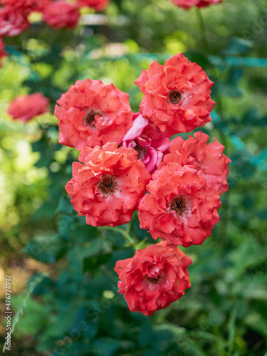 red flowers in the garden