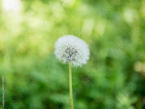 dandelion on green grass