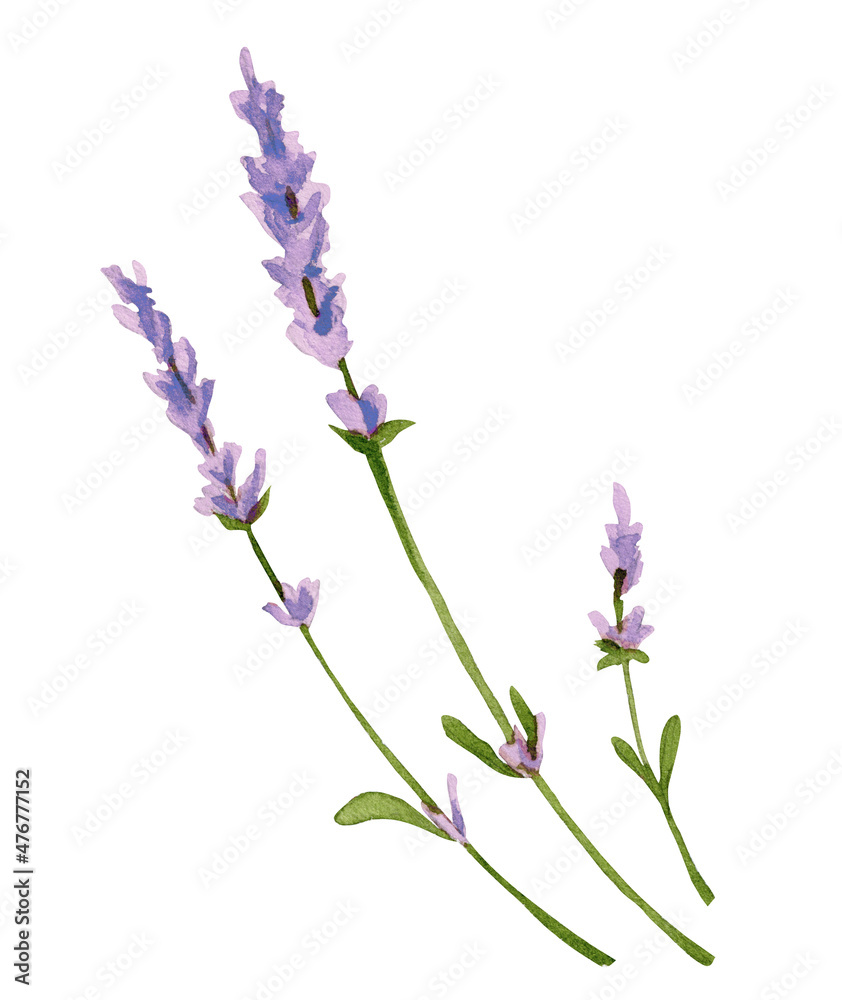 Naklejka premium Watercolor set with Lavender. Hand drawn lilac color Flower. Illustration of province bouquet on white isolated background. Drawing for wedding design or invitation cards