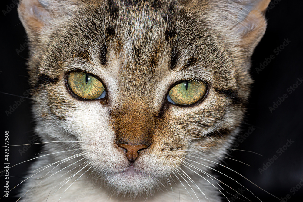 chat chat