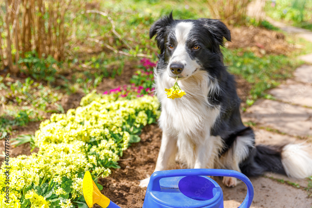 Outdoor portrait of cute dog border collie with watering can in garden background. Funny puppy dog as gardener fetching watering can for irrigation. Gardening and agriculture concept