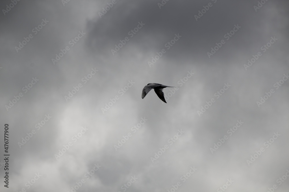 Fototapeta premium seagull in the sky