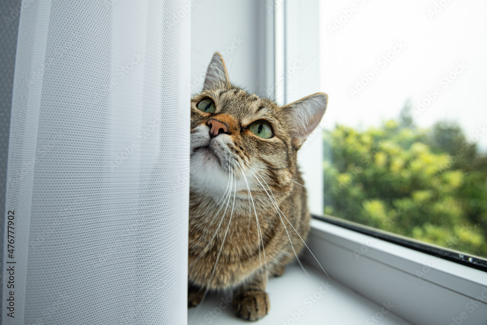 a cat with green eyes looks interested window tree window sill curtain banner stay home