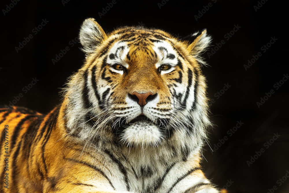 male Siberian tiger (Panthera tigris tigris) detailed portrait with dark background
