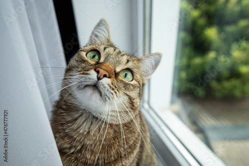 a cat with green eyes looks interested window tree window sill curtain banner stay home photo