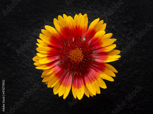 Studio shot of flower on black background. On a dark background.