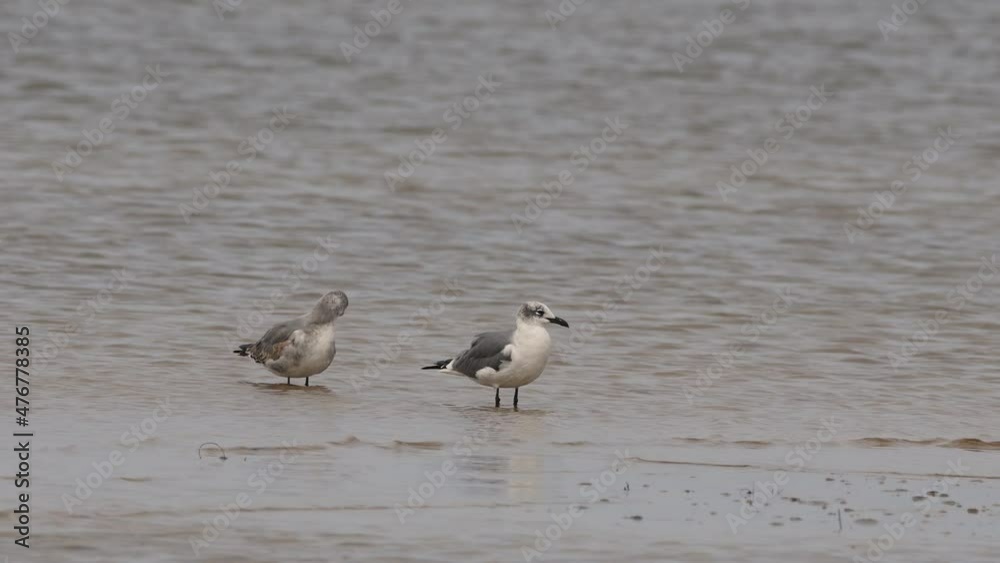 Pair of laughing gulls - seagulls preening themselves on a beach Pair of laughing gulls - seagulls preening themselves on a beach
