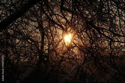 Frosty morning sun in the branches of a tree © Artem