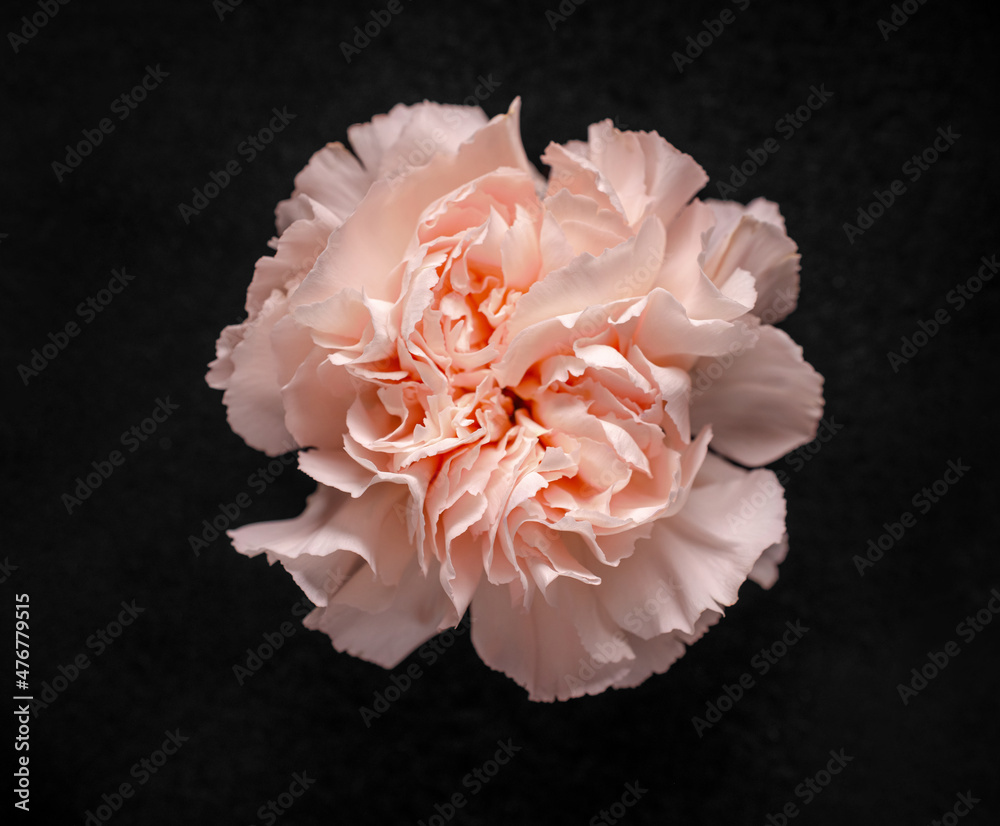 Close-up of flower on black background. View from above. Close-up of flower on black background. View from above.