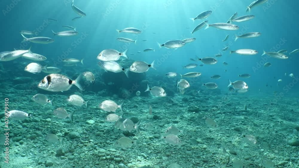 fish scenery underwater sun beams sun rays underwater mediterranean sea sun shine relaxing ocean scenery fish scenery underwater sun beams sun rays underwater mediterranean sea sun shine relaxing ocean scenery