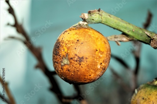 Areca nut or Areca catechu or betel nut