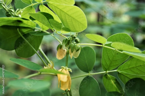 closeup of Cassia tora flower