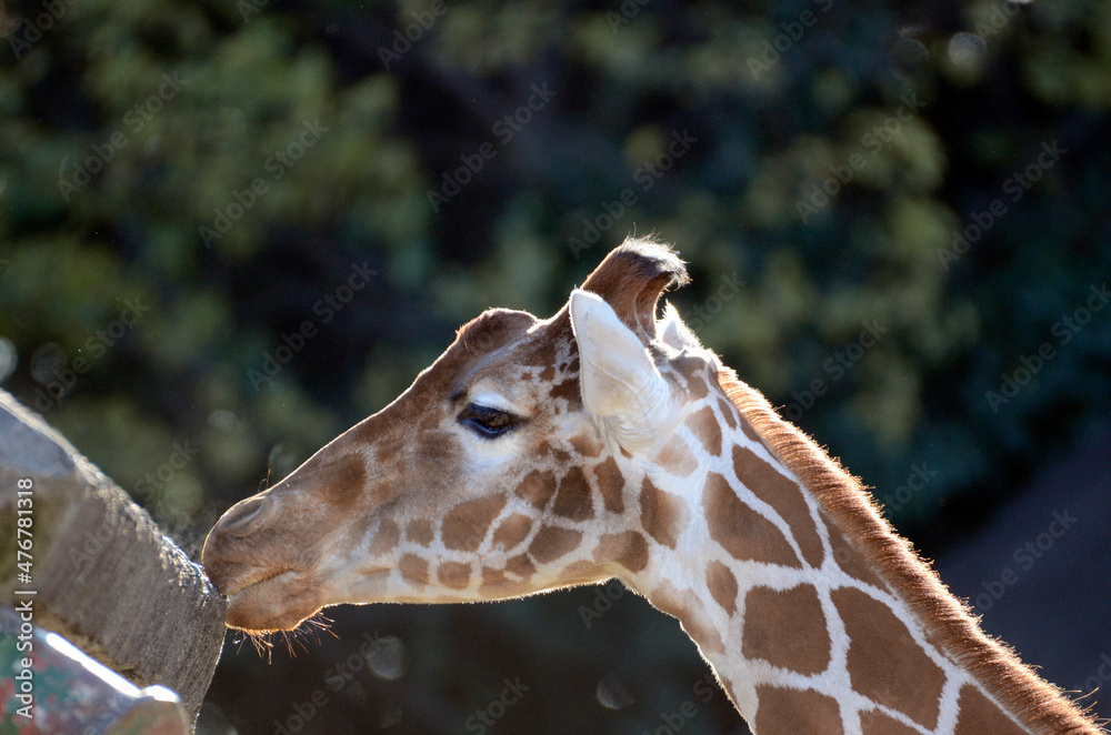 Obraz premium キリン