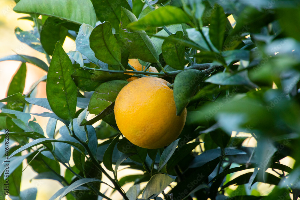 Oranges hanging from an Orange tree