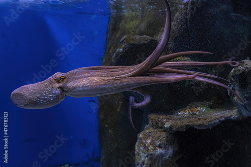 Photography swimming octopus underwater close up portrait