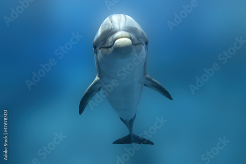 Photography dolphin underwater on the ocean background looking at you