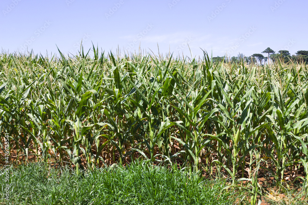 Fototapeta premium Corn plantation in the interior of Brazil