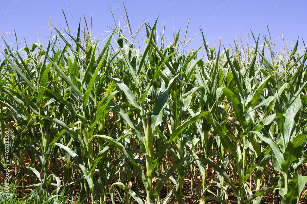 Obraz premium Corn plantation in the interior of Brazil