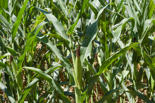 Corn plantation in the interior of Brazil