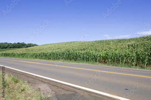 Corn plantation in the interior of Brazil
