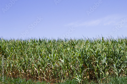 Corn plantation in the interior of Brazil