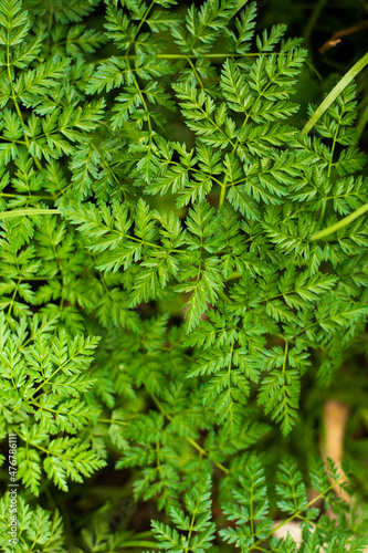 Hojas de cilantro o perejil en plano detalle