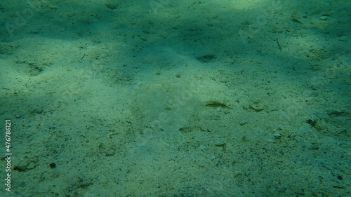 Valokuva Wide-eyed flounder (Bothus podas) undersea, Aegean Sea, Greece, Halkidiki
