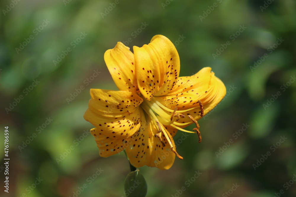 Fototapeta premium yellow flower in the garden