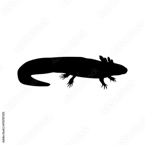 Silhouette mexican Salamander Axolotl. Ambystoma mexicanum.